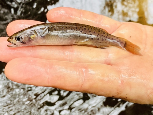 Spotted galaxias (Galaxias truttaceus) — Galaxiidae — 2