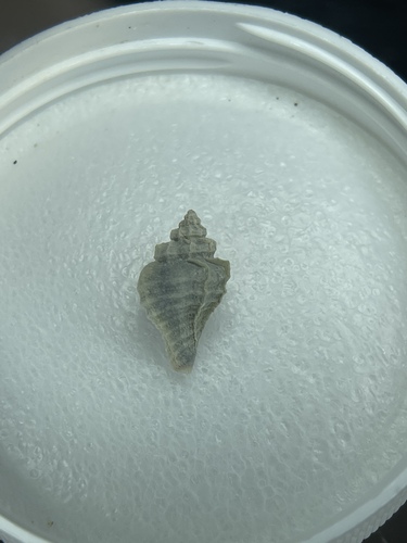 Eupleura muriciformis observed 2024-04-09