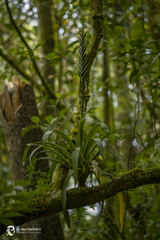 Pseudalcantarea viridiflora, photograph (c) Daniel Pineda Vera, some rights reserved (CC BY)