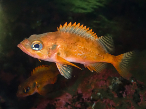 Lesser redfish (Sebastes viviparus) — Sebastidae — 4
