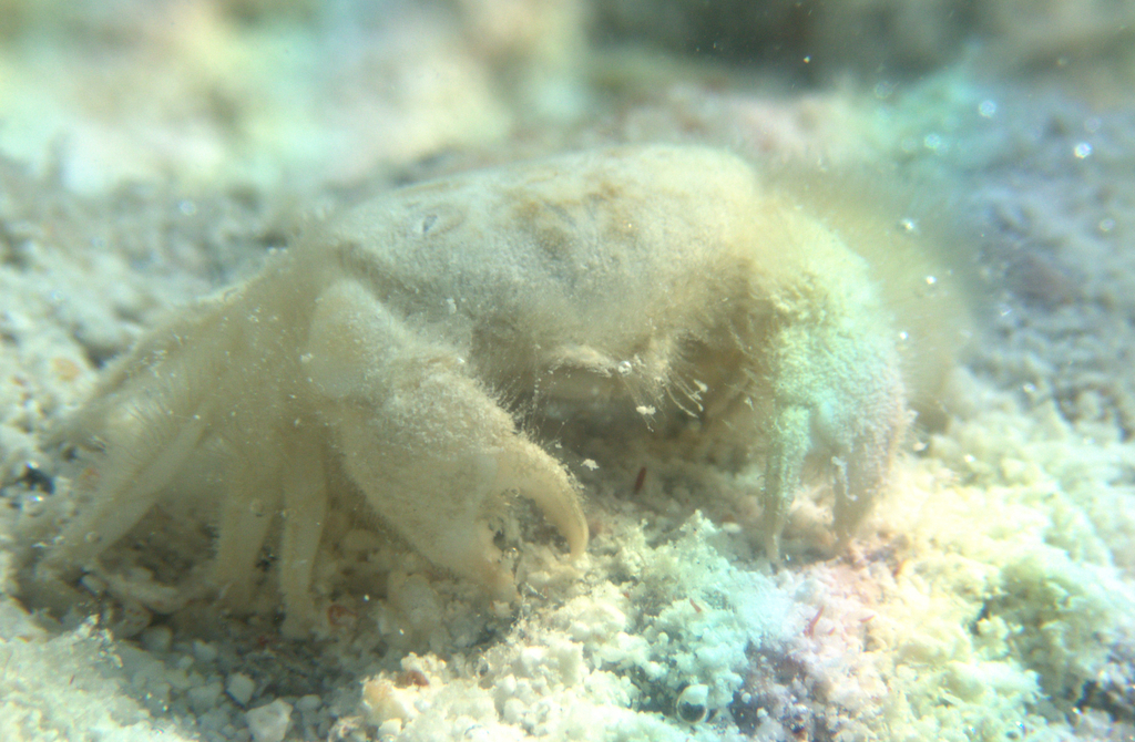 Raouliinae
