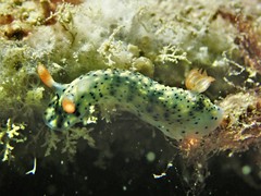 Hypselodoris