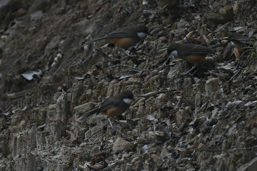 White-throated Laughingthrush (Pterorhinus albogularis), photo 9