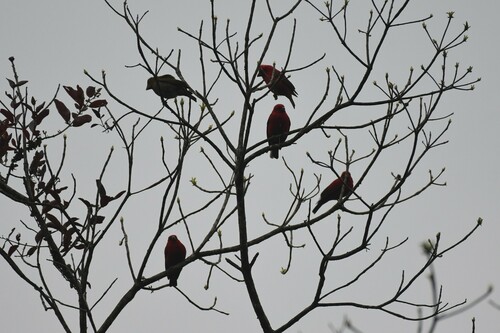 Scarlet Finch (Carpodacus sipahi), photo 2
