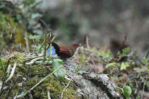Red-faced Liocichla (Liocichla phoenicea)