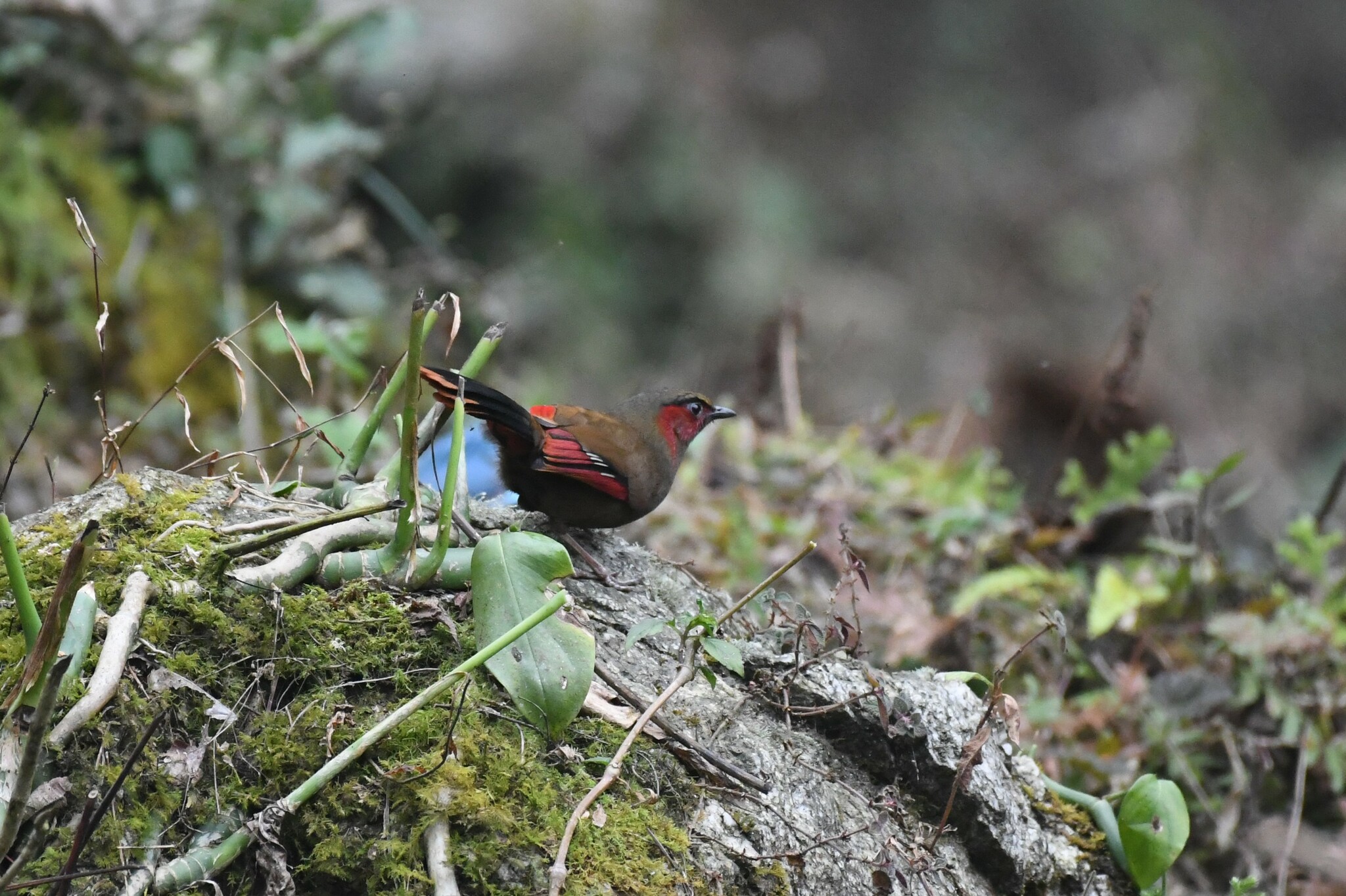 Red-faced Liocichla
