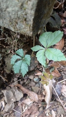 Tetrastigma obtectum glabrum