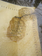 Ambystoma gracile
