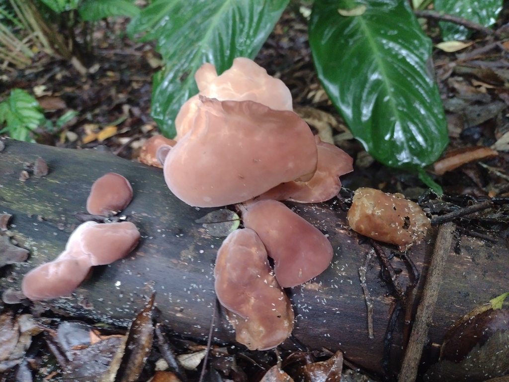 Auricularia fuscosuccinea · April 2024 · photo: © claricedorocinski (iNaturalist, cc-by)