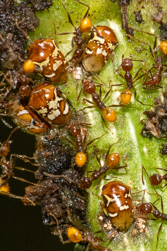 Pheidole xanthogasterPheidole xanthogaster
