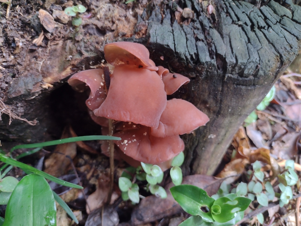 Auricularia fuscosuccinea · April 2024 · photo: © claricedorocinski (iNaturalist, cc-by)