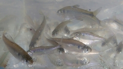 Bryconamericus iheringii