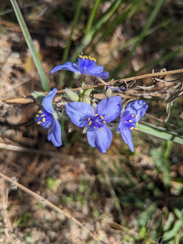 Image of Tradescantia hirsutiflora by no rights reserved