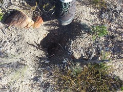 Hystrix africaeaustralis