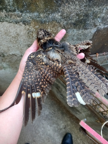 Philippine Nightjar (Caprimulgus manillensis)