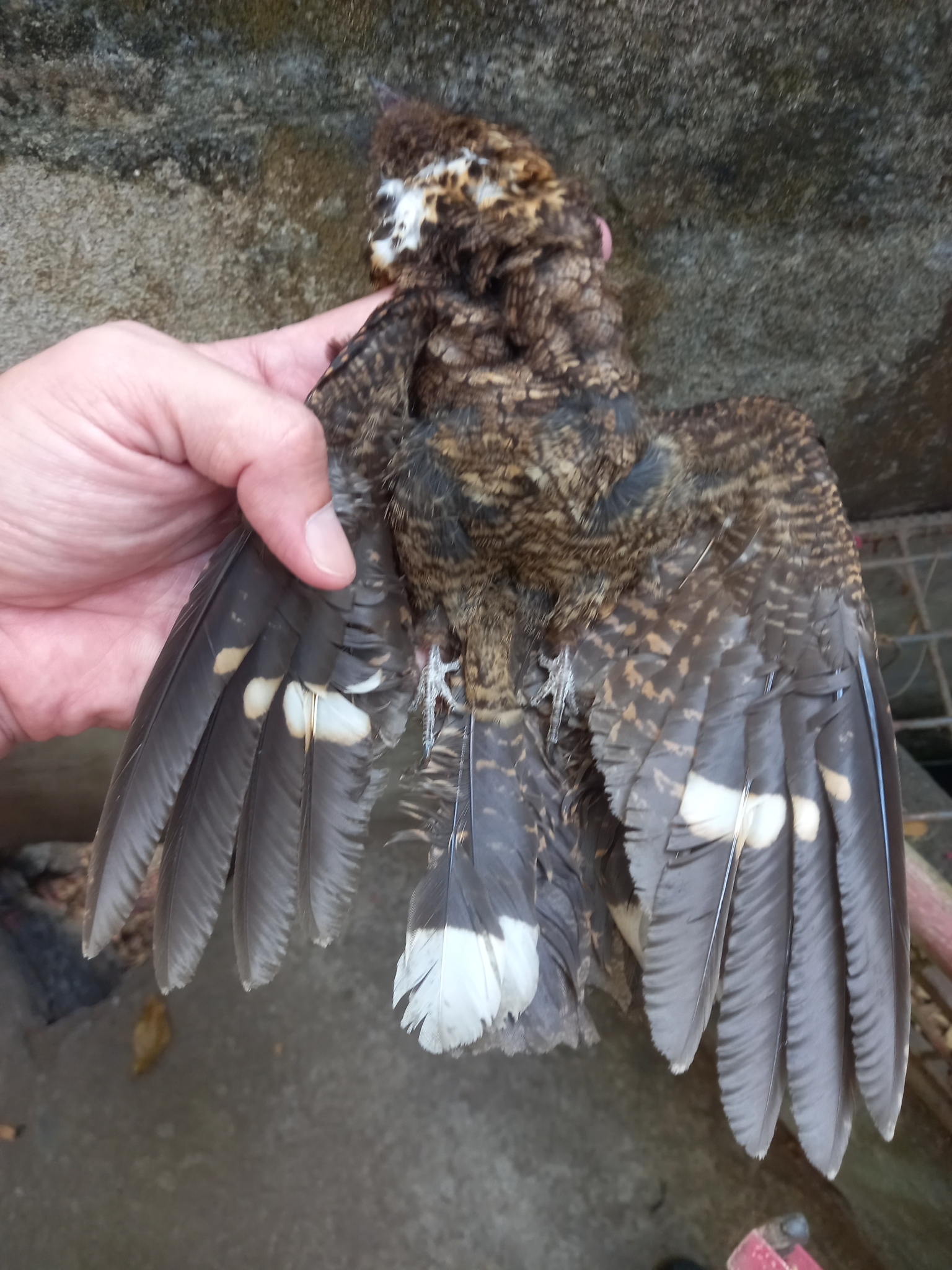 Philippine Nightjar (Caprimulgus manillensis), photo 2