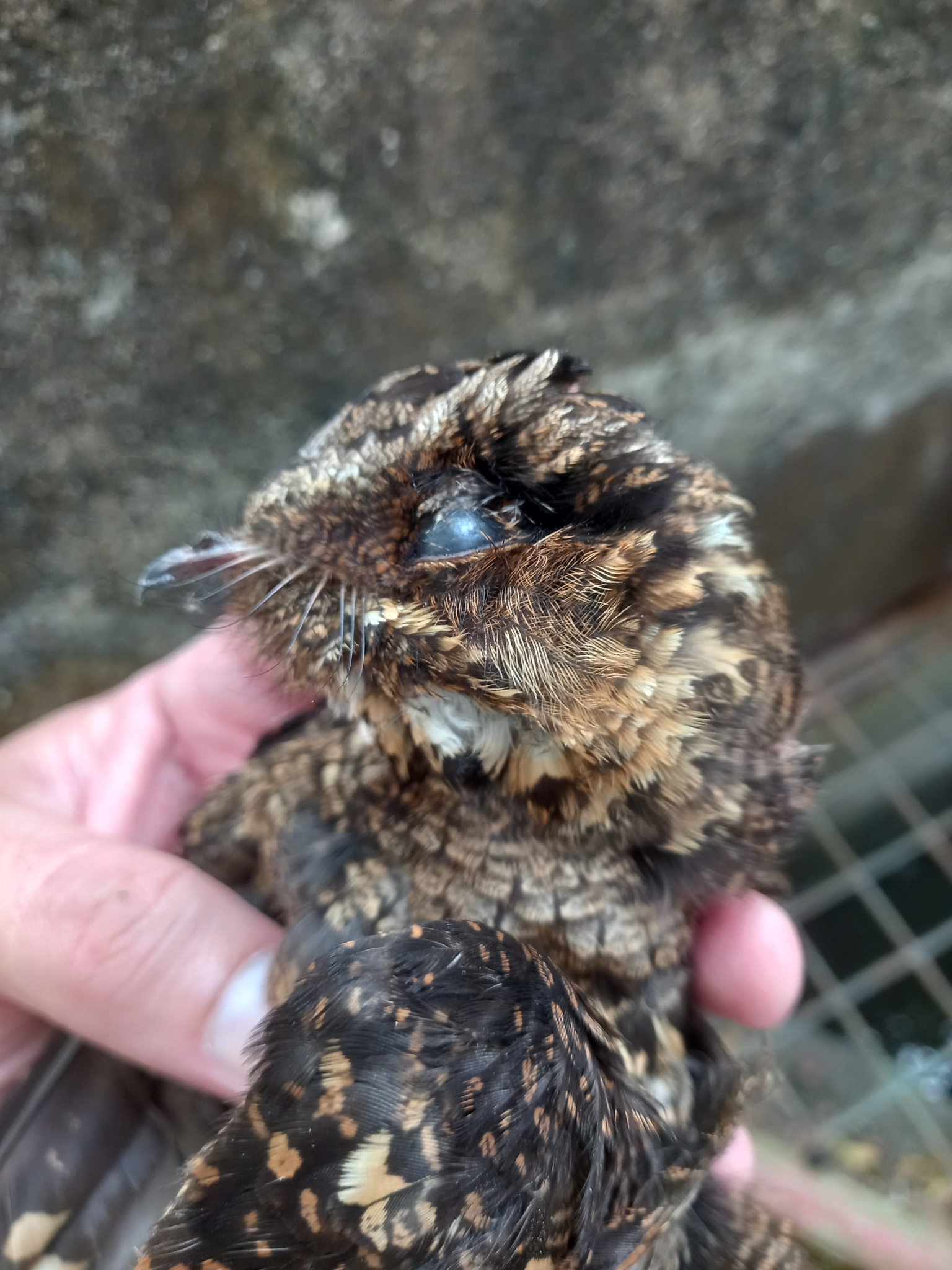 Philippine Nightjar (Caprimulgus manillensis), photo 3