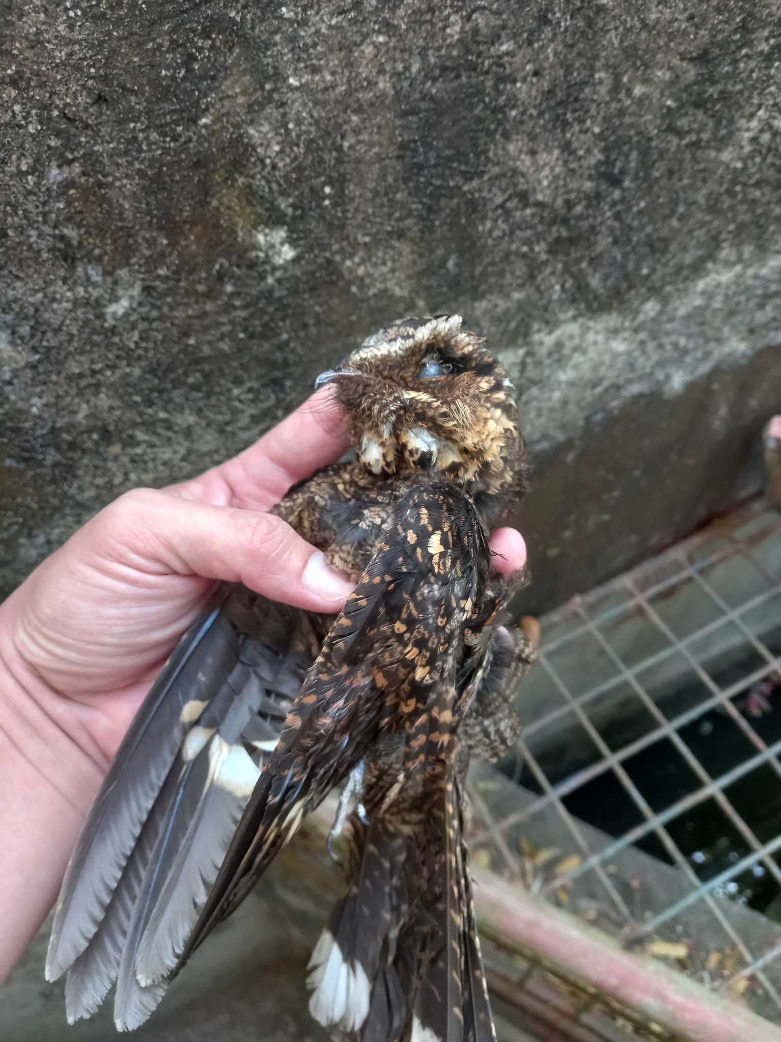 Philippine Nightjar (Caprimulgus manillensis), photo 4