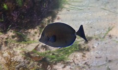 Prionurus maculatus