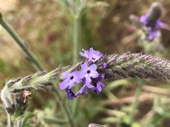 Verbena lasiostachys