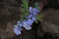 Phacelia breweri