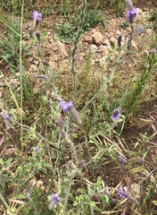 Verbena lasiostachys