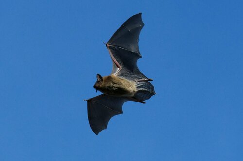 Big Brown Bat, Grand Isle County, US-VT, US, photo 7 of 10