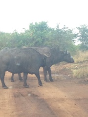 Syncerus caffer caffer