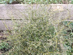 Teucrium parviflorum