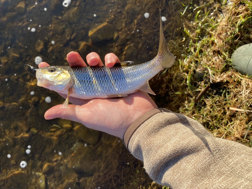 Fallfish from Indian River, Otonabee-South Monaghan, ON, CA on April 8 ...
