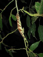 Anolis transversalis