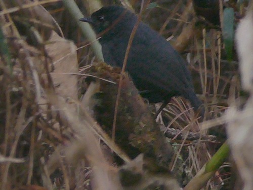 Blackish Tapaculo (Scytalopus latrans), photo 8