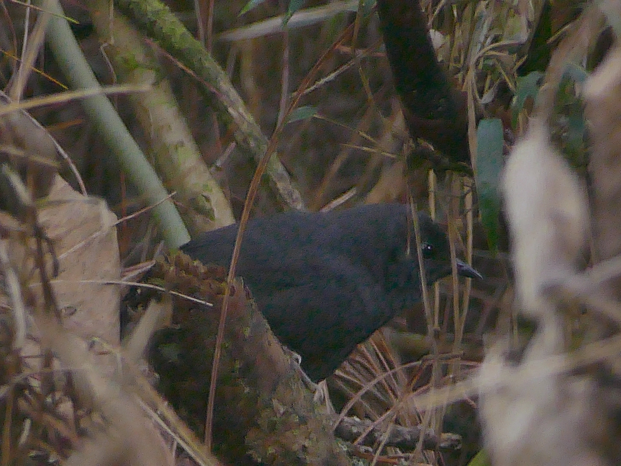 Blackish Tapaculo (Scytalopus latrans), photo 5