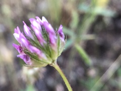 Trifolium ciliolatum