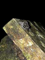 Pristimantis diadematus