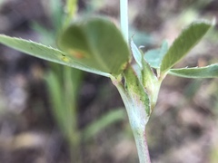 Trifolium ciliolatum