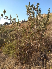 Malacothamnus foliosus