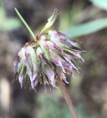 Trifolium ciliolatum
