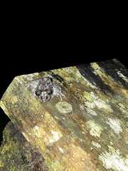 Pristimantis diadematus