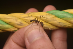 Camponotus amoris