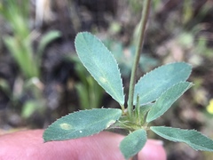 Trifolium ciliolatum