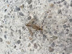 Nephrotoma flavescens