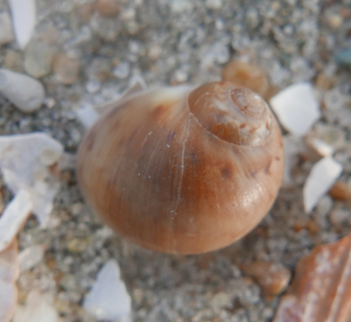 Alder's Necklace Shell, 's-Gravenhage, NL-ZH, NL, photo 6 of 10