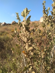 Malacothamnus foliosus