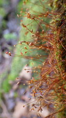 Brotherella recurvans