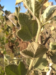 Malacothamnus foliosus