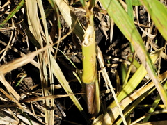 Thryonomys swinderianus