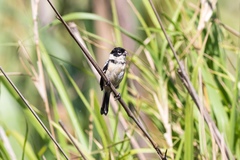 Sporophila morelleti morelleti