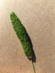 Phalaris angusta