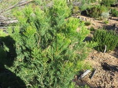 Hakea drupacea